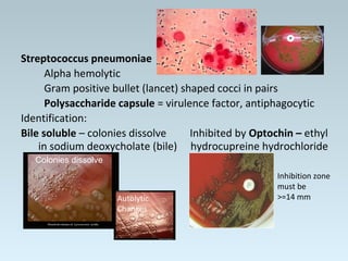 Streptococcus pneumoniae
Alpha hemolytic
Gram positive bullet (lancet) shaped cocci in pairs
Polysaccharide capsule = virulence factor, antiphagocytic
Identification:
Bile soluble – colonies dissolve Inhibited by Optochin – ethyl
in sodium deoxycholate (bile) hydrocupreine hydrochloride
Colonies dissolve
Inhibition zone
must be
>=14 mmAutolytic
Changes
 