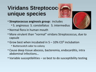 Viridans Streptococcus
unique species
• Streptococcus anginosis group: includes
• S. anginosus S. constellatus S. intermedius
• Normal flora in human mouth
• More virulent than “normal” viridans Streptococcus, due to
capsule
• Grow best when incubated in 5 – 10% CO² inclubation
• Butterscotch odor to colony
• Cause deep tissue abscess, bacteremia, endocarditis, intra
abdominal infections…
• Variable susceptibilities – so best to do susceptibility testing
 