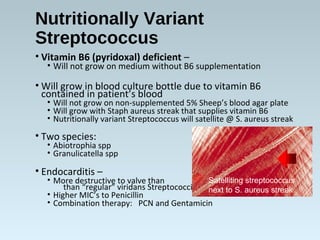 Nutritionally Variant
Streptococcus
• Vitamin B6 (pyridoxal) deficient –
• Will not grow on medium without B6 supplementation
• Will grow in blood culture bottle due to vitamin B6
contained in patient’s blood
• Will not grow on non-supplemented 5% Sheep’s blood agar plate
• Will grow with Staph aureus streak that supplies vitamin B6
• Nutritionally variant Streptococcus will satellite @ S. aureus streak
• Two species:
• Abiotrophia spp
• Granulicatella spp
• Endocarditis –
• More destructive to valve than
than “regular” viridans Streptococci
• Higher MIC’s to Penicillin
• Combination therapy: PCN and Gentamicin
Satelliting streptococcus
next to S. aureus streak
 