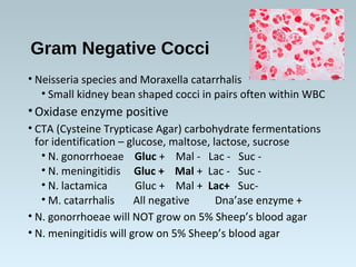 Gram Negative Cocci
• Neisseria species and Moraxella catarrhalis
• Small kidney bean shaped cocci in pairs often within WBC
•Oxidase enzyme positive
• CTA (Cysteine Trypticase Agar) carbohydrate fermentations
for identification – glucose, maltose, lactose, sucrose
• N. gonorrhoeae Gluc + Mal - Lac - Suc -
• N. meningitidis Gluc + Mal + Lac - Suc -
• N. lactamica Gluc + Mal + Lac+ Suc-
• M. catarrhalis All negative Dna’ase enzyme +
• N. gonorrhoeae will NOT grow on 5% Sheep’s blood agar
• N. meningitidis will grow on 5% Sheep’s blood agar
 