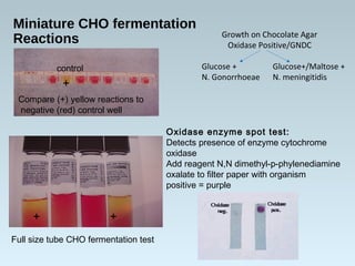 Miniature CHO fermentation
Reactions
Compare (+) yellow reactions to
negative (red) control well
+
+ +
Oxidase enzyme spot test:
Detects presence of enzyme cytochrome
oxidase
Add reagent N,N dimethyl-p-phylenediamine
oxalate to filter paper with organism
positive = purple
control
Full size tube CHO fermentation test
Growth on Chocolate Agar
Oxidase Positive/GNDC
Glucose + Glucose+/Maltose +
N. Gonorrhoeae N. meningitidis
 