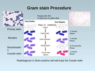 Gram stain Procedure
1 minute
Rinse
Primary stain
Mordant 1 minute
Rinse
5-10 seconds
RinseDecolorizatio
n
Counter stain
1 minute
Rinse
Peptidoglycan in Gram positive cell wall traps the Crystal violet
Prepare thin film
of specimen on glass slide
Heat or methanol
 