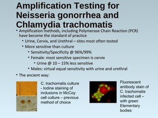 Amplification Testing forAmplification Testing for
Neisseria gonorrhea andNeisseria gonorrhea and
Chlamydia trachomatisChlamydia trachomatis
• Amplification methods, including Polymerase Chain Reaction (PCR)Amplification methods, including Polymerase Chain Reaction (PCR)
have become the standard of practicehave become the standard of practice
• Urine, Cervix, and Urethral – sites most often testedUrine, Cervix, and Urethral – sites most often tested
• More sensitive than cultureMore sensitive than culture
• Sensitivity/Specificity @ 96%/99%Sensitivity/Specificity @ 96%/99%
• Female: most sensitive specimen is cervixFemale: most sensitive specimen is cervix
• Urine @ 10 – 15% less sensitiveUrine @ 10 – 15% less sensitive
• Males: virtual equal sensitivity with urine and urethralMales: virtual equal sensitivity with urine and urethral
• The ancient way:The ancient way:
C. trachomatis culture
- Iodine staining of
inclusions in McCoy
cell culture – previous
method of choice
Fluorescent
antibody stain of
C. trachomatis
infected cell –
with green
Elementary
bodies
 