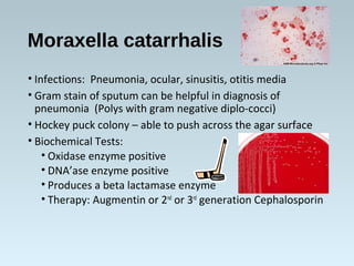 Moraxella catarrhalis
• Infections: Pneumonia, ocular, sinusitis, otitis media
• Gram stain of sputum can be helpful in diagnosis of
pneumonia (Polys with gram negative diplo-cocci)
• Hockey puck colony – able to push across the agar surface
• Biochemical Tests:
• Oxidase enzyme positive
• DNA’ase enzyme positive
• Produces a beta lactamase enzyme
• Therapy: Augmentin or 2nd
or 3rd
generation Cephalosporin
 