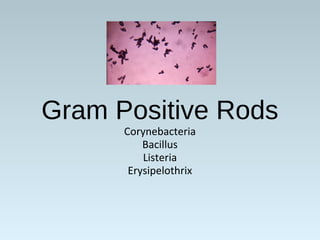 Gram Positive Rods
Corynebacteria
Bacillus
Listeria
Erysipelothrix
 