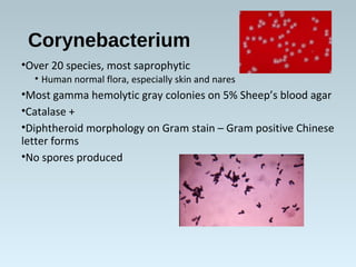 Corynebacterium
•Over 20 species, most saprophytic
• Human normal flora, especially skin and nares
•Most gamma hemolytic gray colonies on 5% Sheep’s blood agar
•Catalase +
•Diphtheroid morphology on Gram stain – Gram positive Chinese
letter forms
•No spores produced
 