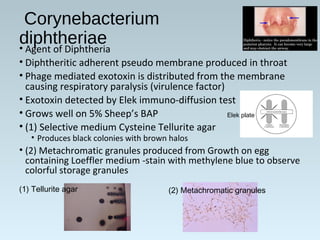 Corynebacterium
diphtheriae• Agent of Diphtheria
• Diphtheritic adherent pseudo membrane produced in throat
• Phage mediated exotoxin is distributed from the membrane
causing respiratory paralysis (virulence factor)
• Exotoxin detected by Elek immuno-diffusion test
• Grows well on 5% Sheep’s BAP
• (1) Selective medium Cysteine Tellurite agar
• Produces black colonies with brown halos
• (2) Metachromatic granules produced from Growth on egg
containing Loeffler medium -stain with methylene blue to observe
colorful storage granules
Elek plate
(1) Tellurite agar (2) Metachromatic granules
 