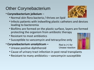 Other Corynebacterium
• Corynebacterium jeikeium –
• Normal skin flora bacteria / thrives on lipid
• Infects patients with indwelling plastic catheters and devices
leading to bacteremia
• Biofilms are formed on the plastic surface, layers are formed
protecting the organism from antibiotic therapy
• Resistant to most antibiotics
• Susceptible to vancomycin and tetracycline only
• Corynebacterium urealyticum –
• Urease positive diphtheroid
• Cause of urinary tract infection in post renal transplants
• Resistant to many antibiotics – vancomycin susceptible
Red is (+) for
Urease reaction
+
 
