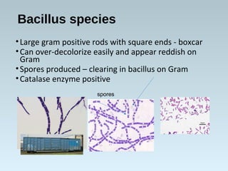 Bacillus species
•Large gram positive rods with square ends - boxcar
•Can over-decolorize easily and appear reddish on
Gram
•Spores produced – clearing in bacillus on Gram
•Catalase enzyme positive
spores
 