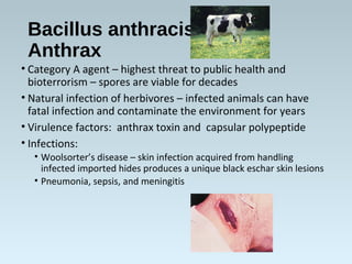 Bacillus anthracis
Anthrax
• Category A agent – highest threat to public health and
bioterrorism – spores are viable for decades
• Natural infection of herbivores – infected animals can have
fatal infection and contaminate the environment for years
• Virulence factors: anthrax toxin and capsular polypeptide
• Infections:
• Woolsorter’s disease – skin infection acquired from handling
infected imported hides produces a unique black eschar skin lesions
• Pneumonia, sepsis, and meningitis
 