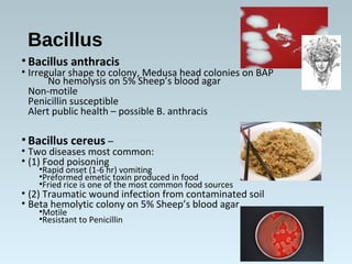 Bacillus
• Bacillus anthracis
• Irregular shape to colony, Medusa head colonies on BAP
No hemolysis on 5% Sheep’s blood agar
Non-motile
Penicillin susceptible
Alert public health – possible B. anthracis
• Bacillus cereus –
• Two diseases most common:
• (1) Food poisoning
•Rapid onset (1-6 hr) vomiting
•Preformed emetic toxin produced in food
•Fried rice is one of the most common food sources
• (2) Traumatic wound infection from contaminated soil
• Beta hemolytic colony on 5% Sheep’s blood agar
•Motile
•Resistant to Penicillin
 
