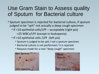 Use Gram Stain to Assess quality
of Sputum for Bacterial culture
• Sputum specimen is rejected for bacterial culture, if sputum
judged to be “spit” not actually a deep cough specimen
• If <10 epithelial cells/LPF – acceptable (right pix)
>25 WBCs/LPF (except in leukopenia)
• If >10 epithelial cells /LPF (left pix)
• Sputum is judged to be spit / not a sputum specimen
• Bacterial culture is not performed / it is rejected
• Request made for a new “deep cough” specimen
Bad Sputum Good
Sputum
10X objective 10X objective
 