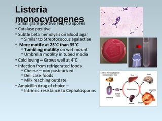 Listeria
monocytogenes• Small gram positive rod/ no spores
• Catalase positive
• Subtle beta hemolysis on Blood agar
• Similar to Streptococcus agalactiae
• More motile at 25˚C than 35˚C
• Tumbling motility on wet mount
• Umbrella motility in tubed media
• Cold loving – Grows well at 4˚C
• Infection from refrigerated foods
• Cheese – non pasteurized
• Deli case foods
• Milk reaching outdate
• Ampicillin drug of choice –
• Intrinsic resistance to Cephalosporins
 