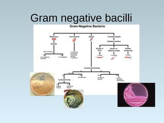 Gram negative bacilli
 