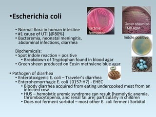 •Escherichia coli
• Normal flora in human intestine
• #1 cause of UTI [@80%]
• Bacteremia, neonatal meningitis,
abdominal infections, diarrhea
Biochemicals:
• Spot indole reaction = positive
• Breakdown of Tryptophan found in blood agar
• Green sheen produced on Eosin methylene blue agar
• Pathogen of diarrhea
• Enterotoxigenic E. coli – Traveler’s diarrhea
• Enterohemorrhagic E. coli [0157:H7] - EHEC
• Bloody diarrhea acquired from eating undercooked meat from an
infected cow
• HUS – hemolytic uremic syndrome can result [hemolytic anemia,
thrombocytopenia, and renal failure] particularly in children
• Does not ferment sorbitol – most other E. coli ferment Sorbitol
Green sheen on
EMB agar
Indole positive
Lactose
fermentor
 