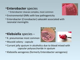 •Enterobacter species
• Enterobacter cloacae complex, most common
• Environmental GNRs with low pathogenicity
• Enterobacter (Cronobacter) sakazakii associated with
neonatal meningitis
•Klebsiella species –
• K. pneumoniae most common
• Mucoid colony - capsule
• Currant jelly sputum in alcoholics due to blood mixed with
capsular polysaccharide in sputum
• Klebsiella aerogenes (formerly Enterobacter aerogenes)
 