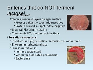 Enterics that do NOT ferment
lactose!• Proteus species
Colonies swarm in layers on agar surface
• Proteus vulgaris – spot indole positive
• Proteus mirabilis – spot indole negative
•Normal Flora in intestine
- Common in UTI, abdominal infections
• Serratia marcescens
• Produces red pigmentation - intensifies at room temp
• Environmental contaminate
• Causes infection in
• Immune suppressed
• Ventilator associated pneumonia
• Bacteremia
 