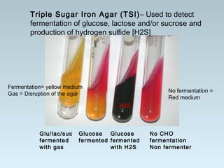 Glu/lac/suc
fermented
with gas
Glucose
fermented
Glucose
fermented
with H2S
No CHO
fermentation
Non fermenter
Triple Sugar Iron Agar (TSI)– Used to detect
fermentation of glucose, lactose and/or sucrose and
production of hydrogen sulfide [H2S]
Fermentation= yellow medium
Gas = Disruption of the agar
H2S
No fermentation =
Red medium
 