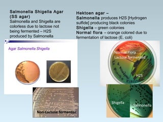 Salmonella Shigella Agar
(SS agar)
Salmonella and Shigella are
colorless due to lactose not
being fermented – H2S
produced by Salmonella
Hektoen agar –
Salmonella produces H2S [Hydrogen
sulfide] producing black colonies
Shigella – green colonies
Normal flora – orange colored due to
fermentation of lactose (E. coli)
Non-Lactose fermenter
Shigella
Salmonella
Normal Flora
Lactose fermented
H2S
 