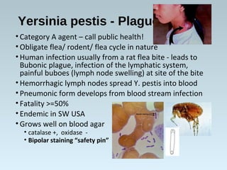 Yersinia pestis - Plague
• Category A agent – call public health!
• Obligate flea/ rodent/ flea cycle in nature
• Human infection usually from a rat flea bite - leads to
Bubonic plague, infection of the lymphatic system,
painful buboes (lymph node swelling) at site of the bite
• Hemorrhagic lymph nodes spread Y. pestis into blood
• Pneumonic form develops from blood stream infection
• Fatality >=50%
• Endemic in SW USA
• Grows well on blood agar
• catalase +, oxidase -
• Bipolar staining “safety pin”
 