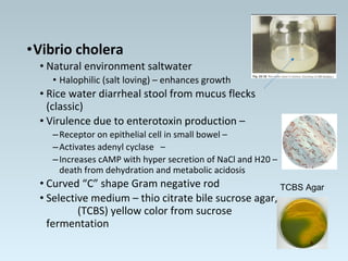 •Vibrio cholera
• Natural environment saltwater
• Halophilic (salt loving) – enhances growth
• Rice water diarrheal stool from mucus flecks
(classic)
• Virulence due to enterotoxin production –
–Receptor on epithelial cell in small bowel –
–Activates adenyl cyclase –
–Increases cAMP with hyper secretion of NaCl and H20 –
death from dehydration and metabolic acidosis
• Curved “C” shape Gram negative rod
• Selective medium – thio citrate bile sucrose agar,
(TCBS) yellow color from sucrose
fermentation
TCBS Agar
 