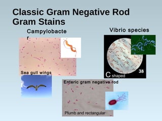 Classic Gram Negative Rod
Gram Stains
Campylobacte
r
Vibrio species
Enteric gram negative rod
Sea gull wings
C shaped
Plumb and rectangular
 