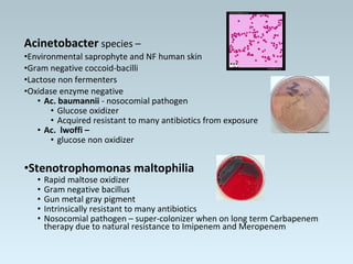 Acinetobacter species –
•Environmental saprophyte and NF human skin
•Gram negative coccoid-bacilli
•Lactose non fermenters
•Oxidase enzyme negative
• Ac. baumannii - nosocomial pathogen
• Glucose oxidizer
• Acquired resistant to many antibiotics from exposure
• Ac. lwoffi –
• glucose non oxidizer
•Stenotrophomonas maltophilia
• Rapid maltose oxidizer
• Gram negative bacillus
• Gun metal gray pigment
• Intrinsically resistant to many antibiotics
• Nosocomial pathogen – super-colonizer when on long term Carbapenem
therapy due to natural resistance to Imipenem and Meropenem
 