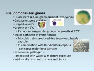 Pseudomonas aeruginosa
• Fluorescent & blue-green pigment (pyocyanin)
• Oxidase enzyme positive
• Grape-like odor
• Growth at 42˚C
• Ps fluorescens/putida group– no growth at 42°C
• Major pathogen of cystic fibrosis
• Mucoid strains produced due to polysaccharide
capsule
• In combination with Burkholderia cepacia
can cause major lung damage
• Nosocomial pathogen –
associated with water & moisture exposure
• Intrinsically resistant to many antibiotics
 