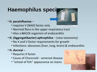 Haemophilus species
• H. parainfluenza –
• requires V (NAD) factor only
• Norrmal flora in the upper respiratory tract
• Also a HACEK organism of endocarditis
• H. (Aggregatibacter) aphrophilus – (new taxonomy)
• No X and V factor requirements for growth
• Infections: abscesses (liver, lung, brain) & endocarditis
• H. ducreyi –
• Requires X factor
• Cause of Chancroid - venereal disease
• “school of fish” appearance on stains
 
