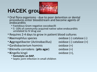 HACEK group
• Oral flora organisms - due to poor detention or dental
procedures enter bloodstream and become agents of
endocarditis
• Fastidious Gram negative coccobacilli
• 5 -10% of community acquired native valve endocarditis
unrelated to IV drug use
• Requires 2-4 days to grow in patient blood cultures
• Haemophilus species oxidase (-) catalase (-)
• Aggregatibacter (Actinobacillus) oxidase (-) catalase (+)
• Cardiobacterium hominis oxidase (+)
• Eikinella corrodens (pits agar) oxidase (+)
• Kingella kingii oxidase (+),
• hemolytic on BAP,
• Septic joint infection in small children
 