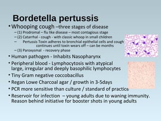 Bordetella pertussis
•Whooping cough –three stages of disease
– (1) Prodromal – flu like disease – most contagious stage
– (2) Catarrhal - cough - with classic whoop in small children
– Pertussis Toxin adheres to bronchial epithelial cells and cough
continues until toxin wears off – can be months
– (3) Paroxysmal - recovery phase
• Human pathogen - Inhabits Nasopharynx
• Peripheral blood - Lymphocytosis with atypical
large, irregular and deeply basophilic lymphocytes
• Tiny Gram negative coccobacillus
• Regan Lowe Charcoal agar / growth in 3-5days
• PCR more sensitive than culture / standard of practice
• Reservoir for infection – young adults due to waning immunity.
Reason behind initiative for booster shots in young adults
 