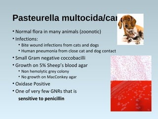 Pasteurella multocida/canis
• Normal flora in many animals (zoonotic)
• Infections:
• Bite wound infections from cats and dogs
• Human pneumonia from close cat and dog contact
• Small Gram negative coccobacilli
• Growth on 5% Sheep’s blood agar
• Non hemolytic grey colony
• No growth on MacConkey agar
• Oxidase Positive
• One of very few GNRs that is
sensitive to penicillin
 