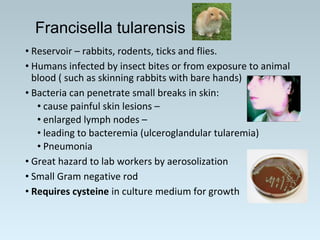 • Reservoir – rabbits, rodents, ticks and flies.
• Humans infected by insect bites or from exposure to animal
blood ( such as skinning rabbits with bare hands)
• Bacteria can penetrate small breaks in skin:
• cause painful skin lesions –
• enlarged lymph nodes –
• leading to bacteremia (ulceroglandular tularemia)
• Pneumonia
• Great hazard to lab workers by aerosolization
• Small Gram negative rod
• Requires cysteine in culture medium for growth
Francisella tularensis
 