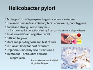Helicobacter pylori
• Acute gastritis – % progress to gastric adenocarcinoma
• Human to human transmission/ fecal - oral route, poor hygiene
• Rapid and strong urease enzyme –
• Can be used for detection directly from gastric antrum biopsy tissue
• Small curved Gram negative bacilli
• Difficult to grow
• Stool antigen/diagnosis and test of cure
• Serum antibody for past exposure
• Organism stained by silver stains in GI
• Treatment – Antibiotics and acid
suppression
Immunohistochemical stain
of gastric biopsy
 