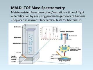 MALDI-TOF Mass Spectrometry
Matrix-assisted laser desorption/ionization – time of flight
–Identification by analyzing protein fingerprints of bacteria
–Replaced many/most biochemical tests for bacterial ID
 
