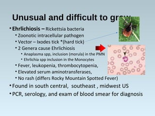Unusual and difficult to grow
•Ehrlichiosis – Rickettsia bacteria
• Zoonotic intracellular pathogen
• Vector – Ixodes tick *(hard tick)
• 2 Genera cause Ehrlichiosis
• Anaplasma spp, inclusion (morula) in the PMN
• Ehrlichia spp inclusion in the Monocytes
• Fever, leukopenia, thrombocytopenia,
• Elevated serum aminotransferases,
• No rash (differs Rocky Mountain Spotted Fever)
•Found in south central, southeast , midwest US
•PCR, serology, and exam of blood smear for diagnosis
 