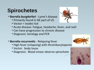 Spirochetes
• Borrelia burgdorferi - Lyme’s disease
• Primarily found in NE part of US
• Vector = Ixodes tick
• Acute disease: Fatigue, headache, fever, and rash
• Can have progression to chronic disease
• Diagnosis: Serology and PCR
• Borrelia recurrentis - Relapsing fever
• High fever (relapsing) with thrombocytopenia
• Vector: body louse
• Diagnosis: Blood smear observe spirochete
 