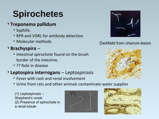 Spirochetes
• Treponema pallidum
• Syphilis
• RPR and VDRL for antibody detection
• Molecular methods
• Brachyspira –
• intestinal spirochete found on the brush
border of the intestine,
• ?? Role in disease
• Leptospira interrogans – Leptospirosis
• Fever with rash and renal involvement
• Urine from rats and other animals contaminate water supplies
Darkfield from chancre lesion
(1) Leptospirosis –
Shepherd’s crook
(2) Presence of spirochete in
a renal tubule
(1) (2)
 