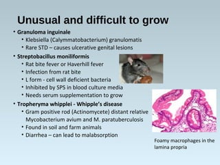 • Granuloma inguinale
• Klebsiella (Calymmatobacterium) granulomatis
• Rare STD – causes ulcerative genital lesions
• Streptobacillus moniliformis
• Rat bite fever or Haverhill fever
• Infection from rat bite
• L form - cell wall deficient bacteria
• Inhibited by SPS in blood culture media
• Needs serum supplementation to grow
• Tropheryma whipplei - Whipple’s disease
• Gram positive rod (Actinomycete) distant relative
Mycobacterium avium and M. paratuberculosis
• Found in soil and farm animals
• Diarrhea – can lead to malabsorption
Unusual and difficult to grow
Foamy macrophages in the
lamina propria
 