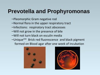 Prevotella and Prophyromonas
–Pleomorphic Gram negative rod
–Normal flora in the upper respiratory tract
–Infections: respiratory tract abscesses
–Will not grow in the presence of bile
–Will not turn black on esculin media
–Unique** Brick red fluorescence and black pigment
formed on Blood agar after one week of incubation
 
