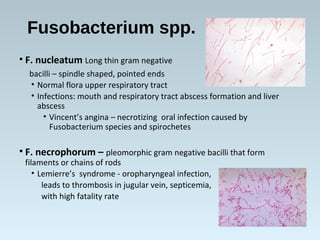 Fusobacterium spp.
• F. nucleatum Long thin gram negative
bacilli – spindle shaped, pointed ends
• Normal flora upper respiratory tract
• Infections: mouth and respiratory tract abscess formation and liver
abscess
• Vincent’s angina – necrotizing oral infection caused by
Fusobacterium species and spirochetes
• F. necrophorum – pleomorphic gram negative bacilli that form
filaments or chains of rods
• Lemierre’s syndrome - oropharyngeal infection,
leads to thrombosis in jugular vein, septicemia,
with high fatality rate
 