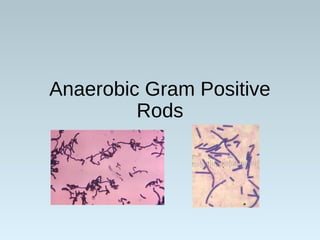 Anaerobic Gram Positive
Rods
 