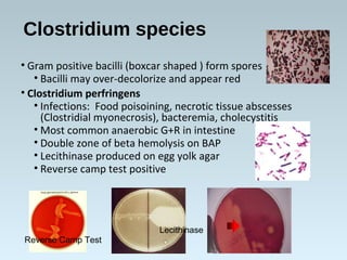 Clostridium species
• Gram positive bacilli (boxcar shaped ) form spores
• Bacilli may over-decolorize and appear red
• Clostridium perfringens
• Infections: Food poisoining, necrotic tissue abscesses
(Clostridial myonecrosis), bacteremia, cholecystitis
• Most common anaerobic G+R in intestine
• Double zone of beta hemolysis on BAP
• Lecithinase produced on egg yolk agar
• Reverse camp test positive
Lecithinase
Reverse Camp Test
 