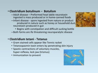 • Clostridium botulinum – Botulism
–Adult disease – Preformed heat labile neurotoxin
ingested is mass produced or in home-canned foods
–Infant disease - spore ingested from nature or product
produced in nature such as honey or household dust,
neurotoxin produced in gut
• Begins with constipation and difficult sucking bottle
–Both forms are ife threatening neuroparalytic disease
• Clostridium tetani - Tetanus
• Gram stained cells appear like Tennis racket
• Tetanospasmin toxin enters by penetrating skin injury
• Spastic contractions of voluntary muscles,
hyper-reflexia, lock jaw (trismus)
• Immunization to prevent
 