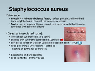 Staphylococcus aureus
• Virulence:
• Protein A – Primary virulence factor, surface protein, ability to bind
immunoglobulin...