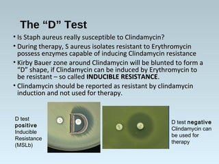 The “D” Test
• Is Staph aureus really susceptible to Clindamycin?Is Staph aureus really susceptible to Clindamycin?
• Duri...