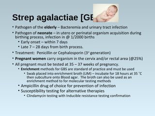 Strep agalactiae [GBS]
• Pathogen of the elderly – Bacteremia and urinary tract infection
• Pathogen of neonate – in utero...