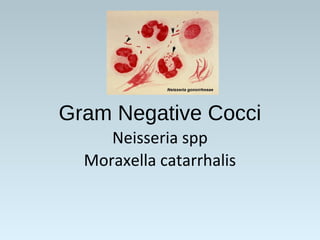 Gram Negative Cocci
Neisseria spp
Moraxella catarrhalis
 