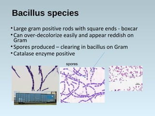 Bacillus species
•Large gram positive rods with square ends - boxcar
•Can over-decolorize easily and appear reddish on
Gra...