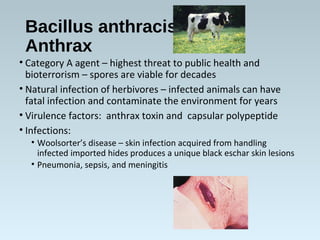 Bacillus anthracis
Anthrax
• Category A agent – highest threat to public health and
bioterrorism – spores are viable for d...
